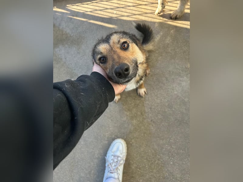 Lebensfrohe SOL sucht Für-Immer-Körbchen ❤️