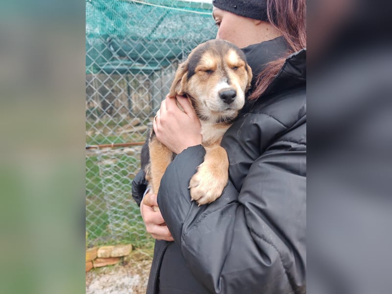 Welpe MRGA sucht sein Glück ❤️