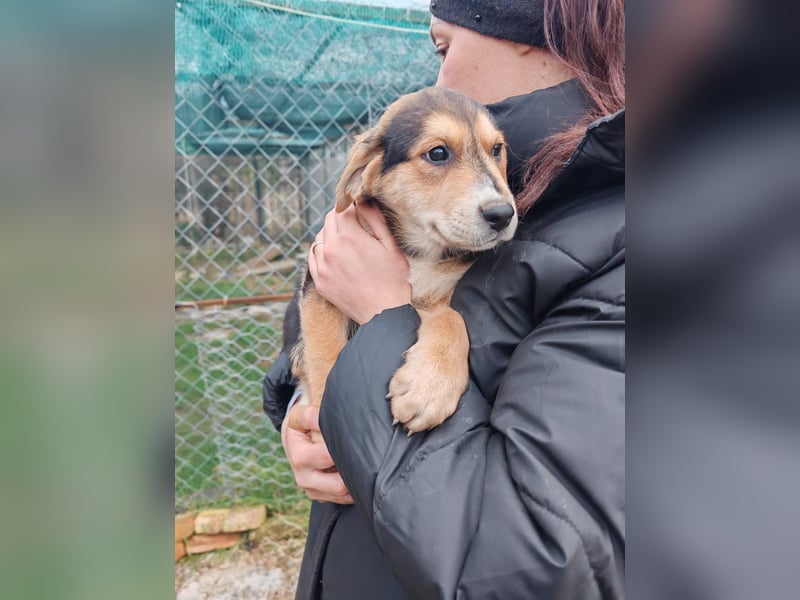 Welpe MRGA sucht sein Glück ❤️