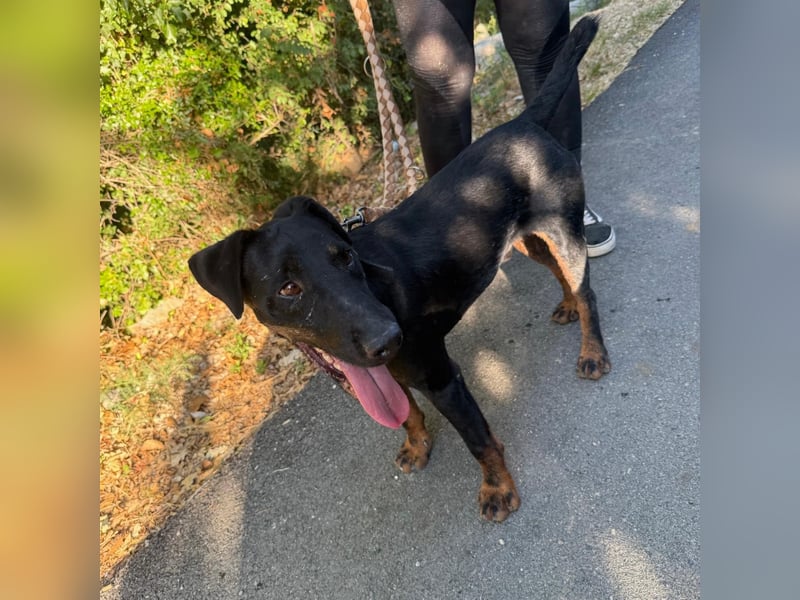 Sully sucht sein Forever Home ❤️