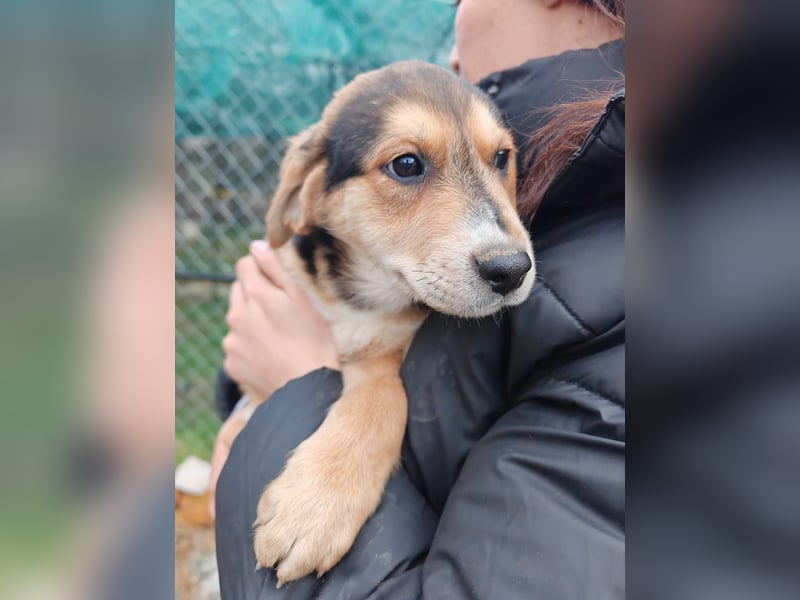 Welpe MRGA sucht sein Glück ❤️