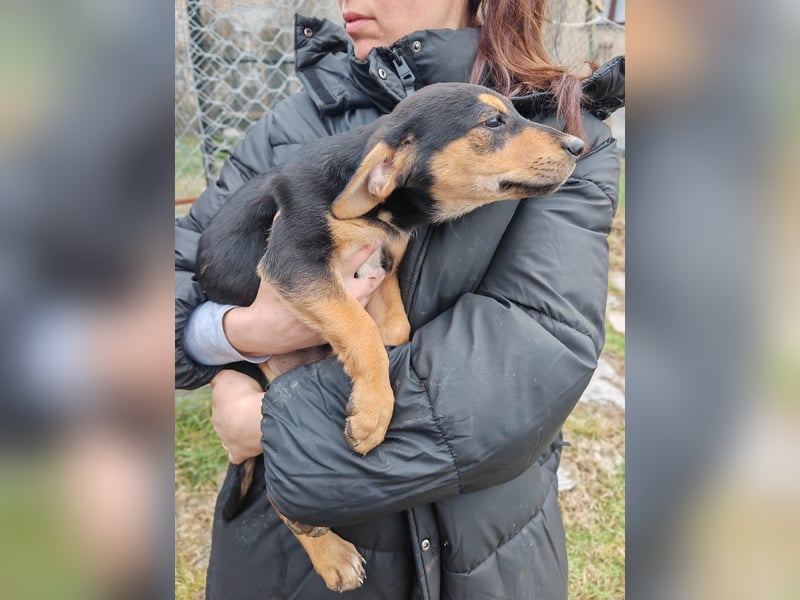 Welpi MOLLI sucht ihre Familie ❤️