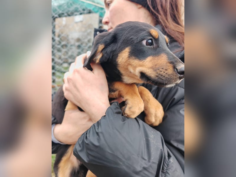 Süßmaus MAGGY sucht ihr forever Home❤️