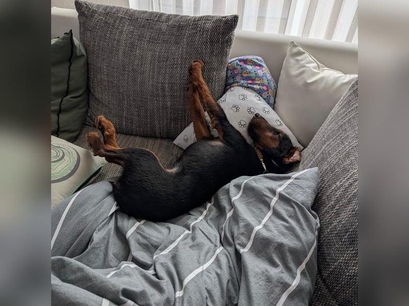 Terrier-Mix Vasko sucht Zuhause❤️