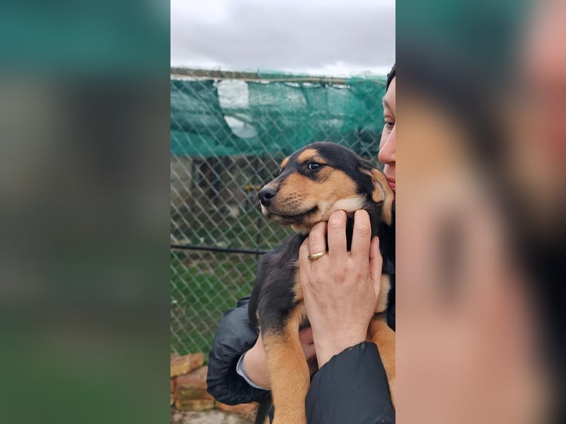 Welpenmädchen MIA sucht ihre Familie ❤️