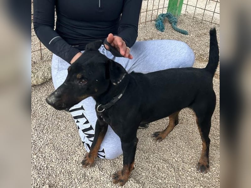 Sully sucht sein Forever Home ❤️