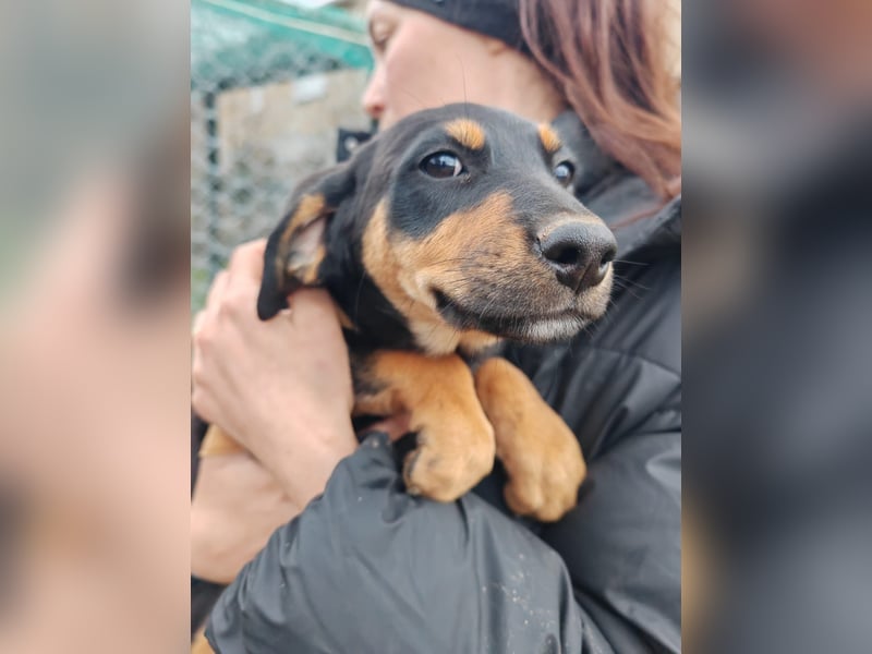 Süßmaus MAGGY sucht ihr forever Home❤️