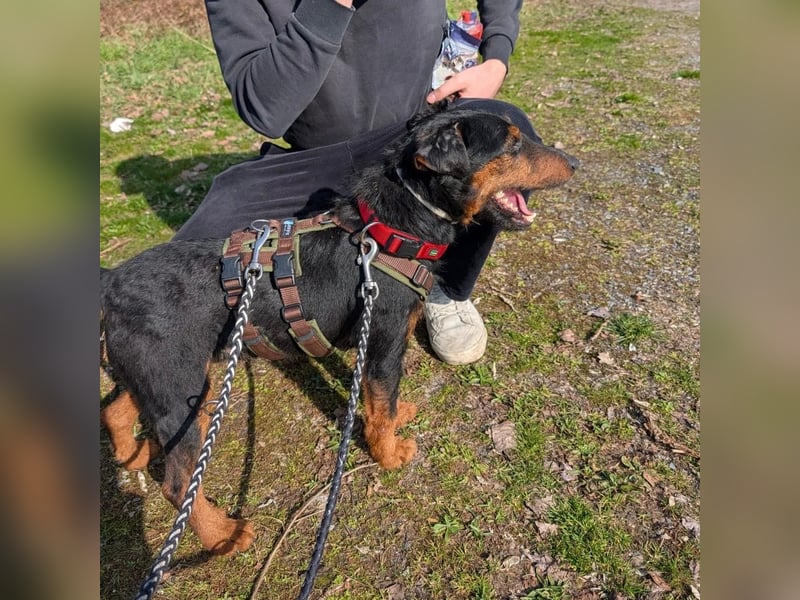 Terrier-Mix Vasko sucht Zuhause❤️