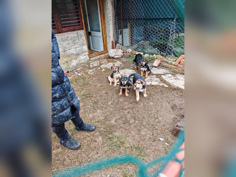 Welpenmädchen MIA sucht ihre Familie ❤️