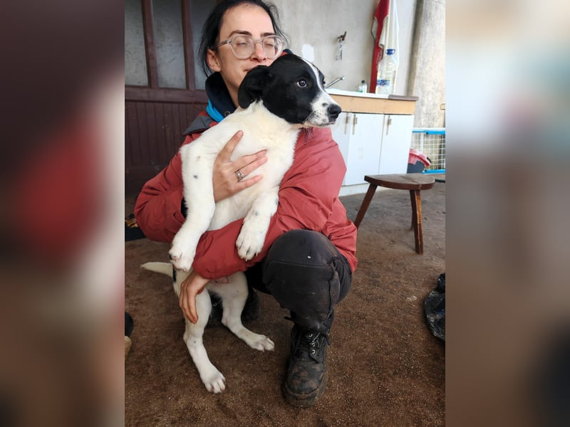 Welpe KUMIN sucht Für-Immer-Körbchen ❤️