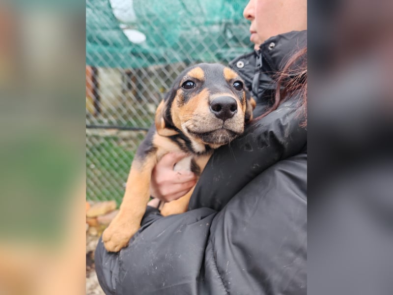 Welpi MOLLI sucht ihre Familie ❤️