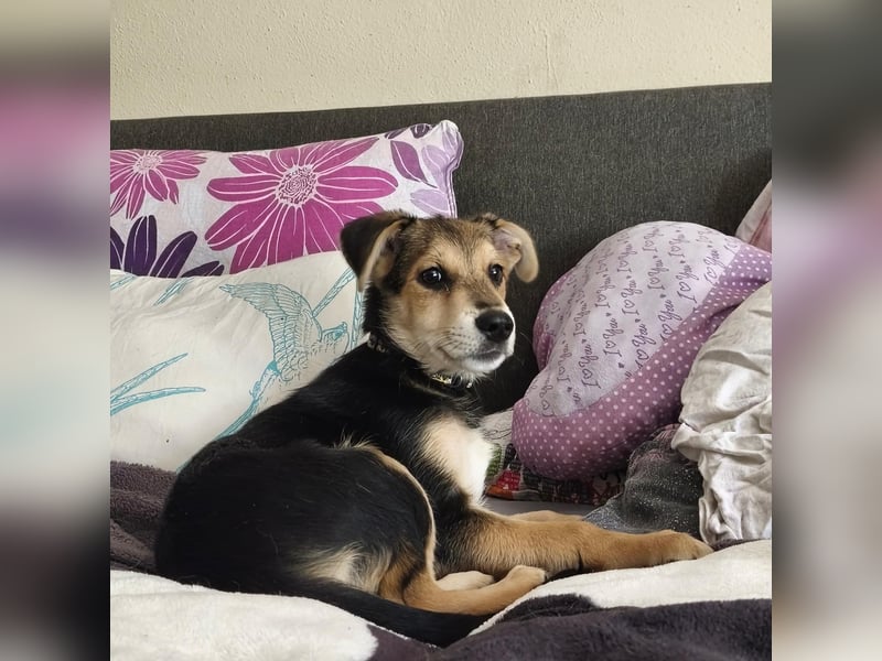 Welpe Hogan sucht sein Zuhause ❤️