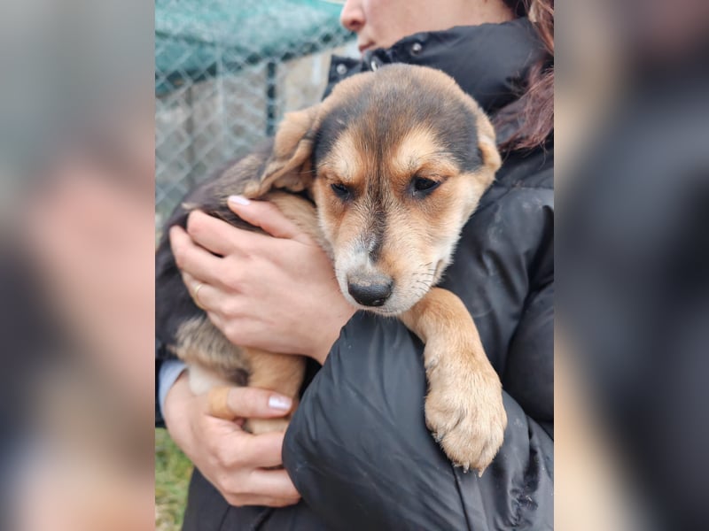 Welpe MRGA sucht sein Glück ❤️