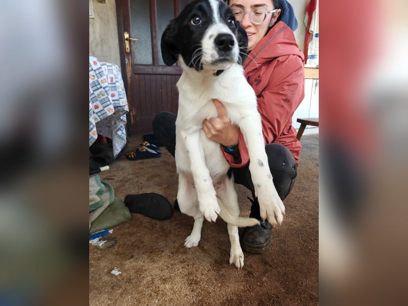 Welpe KUMIN sucht Für-Immer-Körbchen ❤️