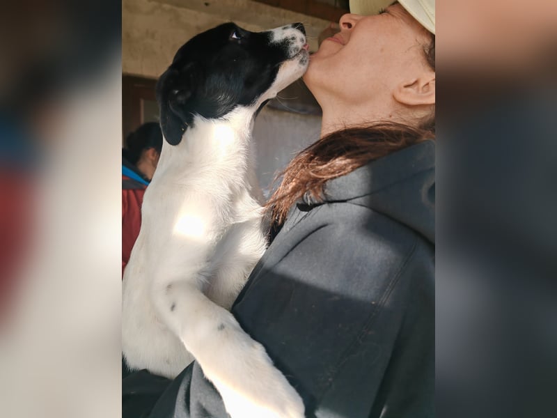 Welpe KUMIN sucht Für-Immer-Körbchen ❤️