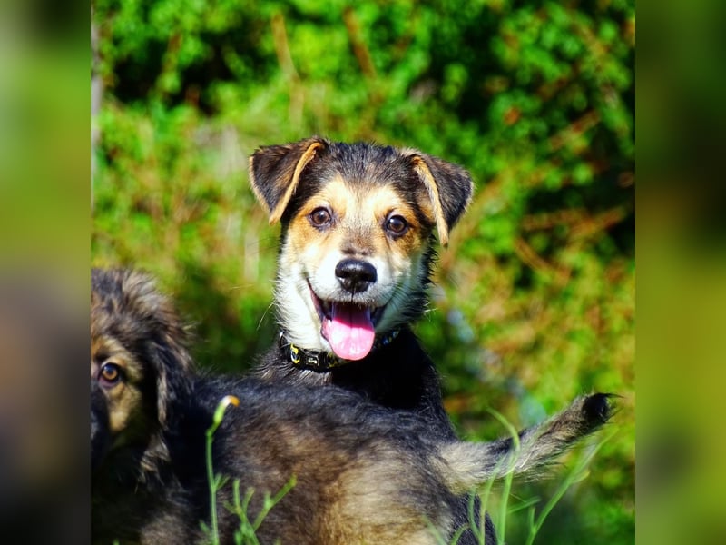 Welpe Hogan sucht sein Zuhause ❤️