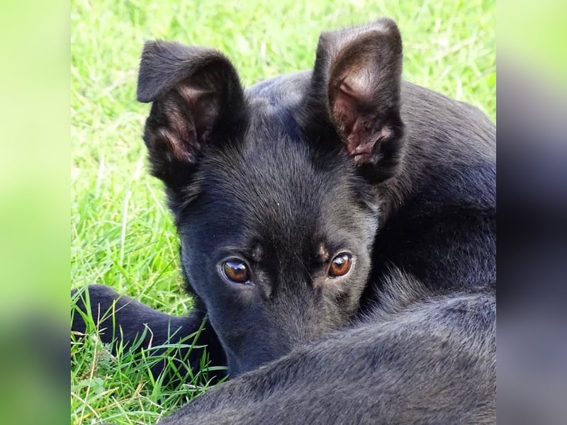 Aufgeschlossener ECHO sucht sein Zuhause ❤️