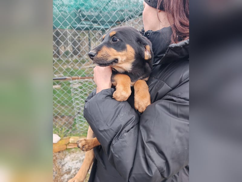 Süßmaus MAGGY sucht ihr forever Home❤️