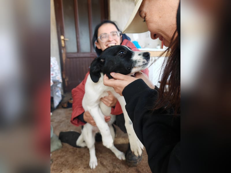 Welpe KUMIN sucht Für-Immer-Körbchen ❤️