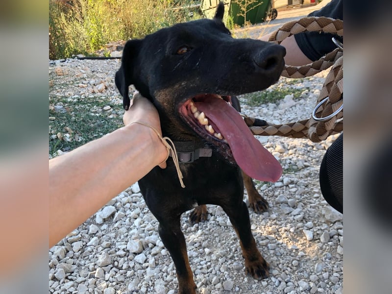 Sully sucht sein Forever Home ❤️