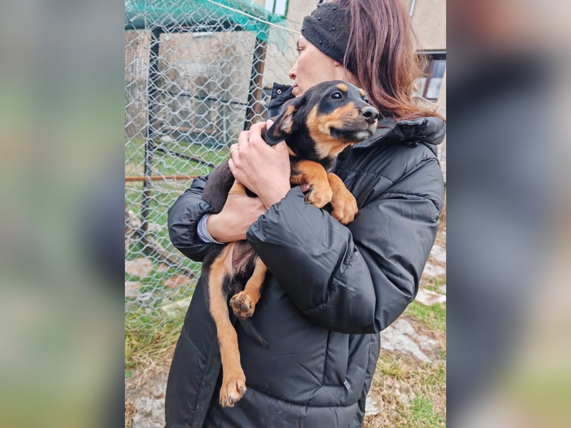 Süßmaus MAGGY sucht ihr forever Home❤️