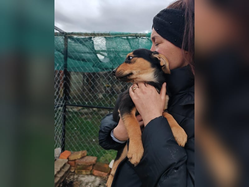 Welpenmädchen MIA sucht ihre Familie ❤️