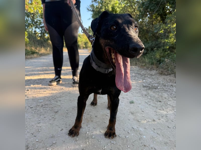 Sully sucht sein Forever Home ❤️