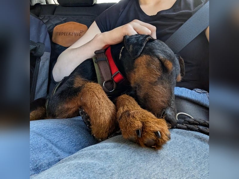 Terrier-Mix Vasko sucht Zuhause❤️