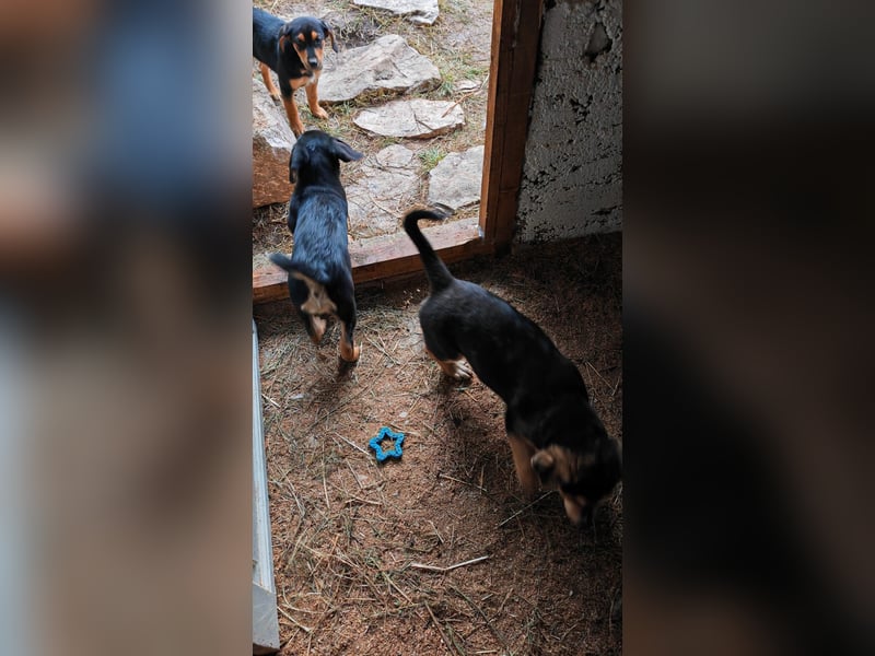 Welpi MOLLI sucht ihre Familie ❤️