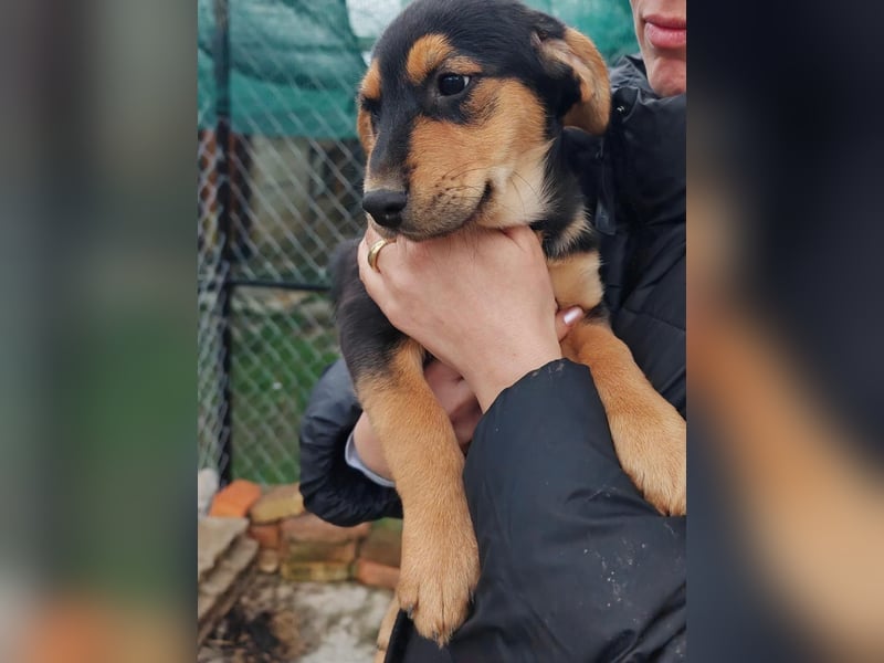 Welpenmädchen MIA sucht ihre Familie ❤️