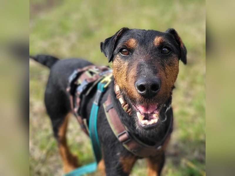 Terrier-Mix Vasko sucht Zuhause❤️