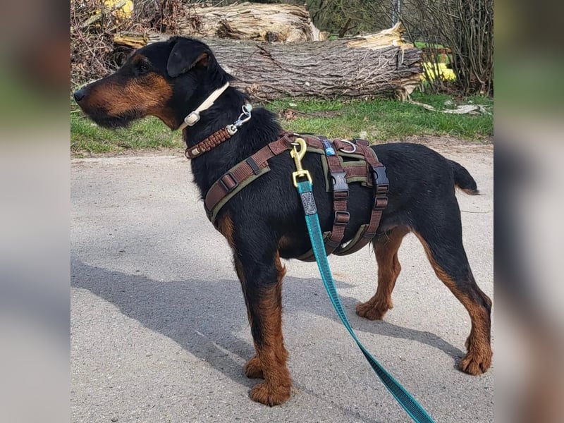 Terrier-Mix Vasko sucht Zuhause❤️