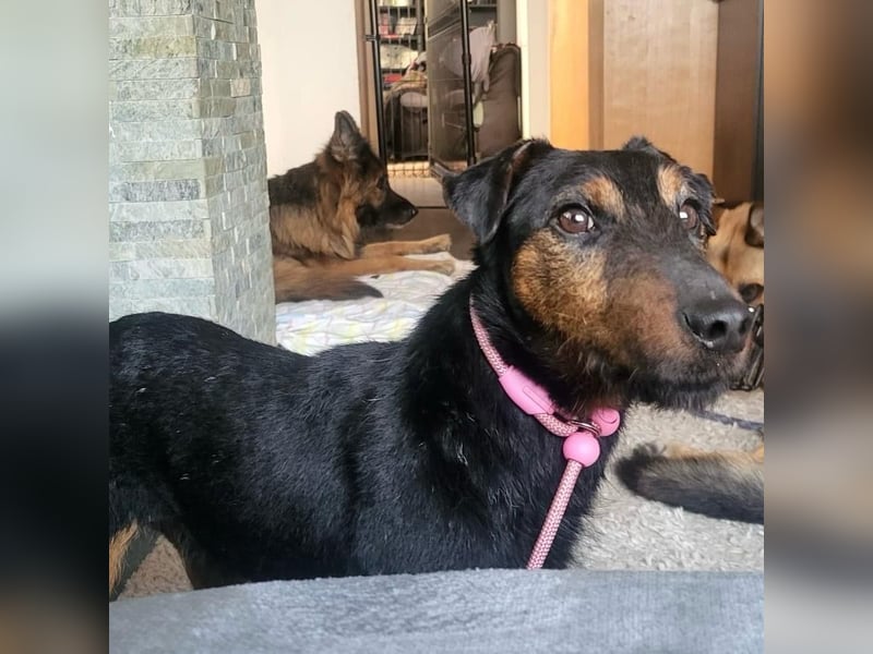 Terrier-Mix Vasko sucht Zuhause❤️