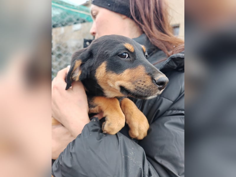 Süßmaus MAGGY sucht ihr forever Home❤️