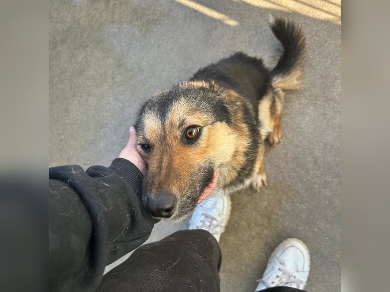 Lebensfrohe SOL sucht Für-Immer-Körbchen ❤️