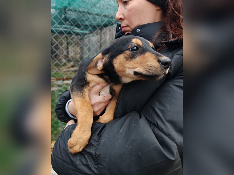 Welpi MOLLI sucht ihre Familie ❤️