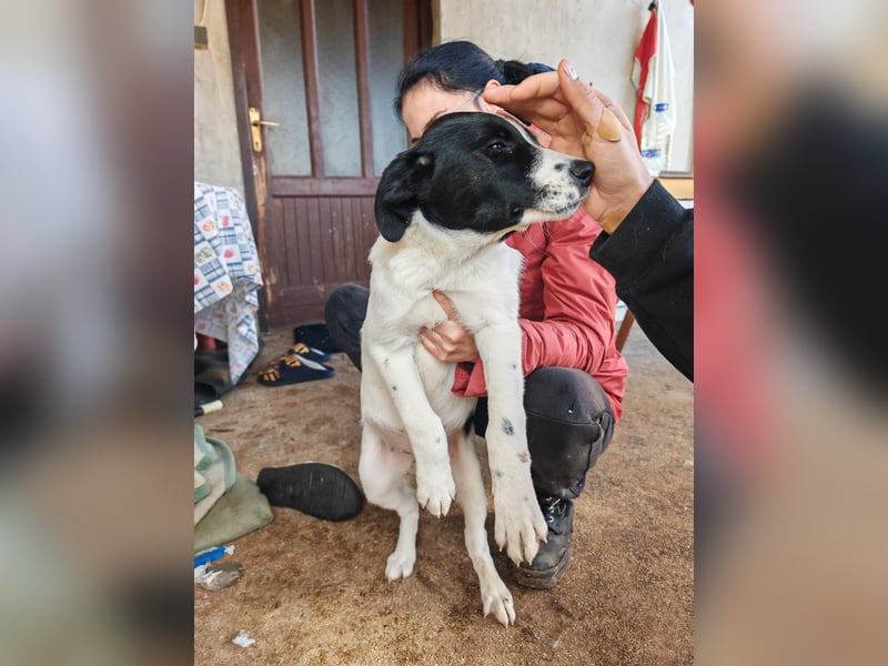 Welpe KUMIN sucht Für-Immer-Körbchen ❤️