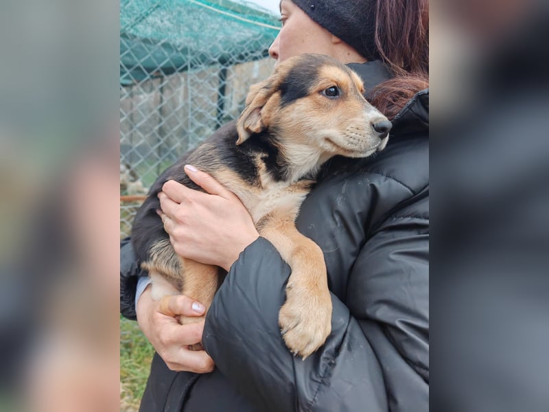 Welpe MRGA sucht sein Glück ❤️