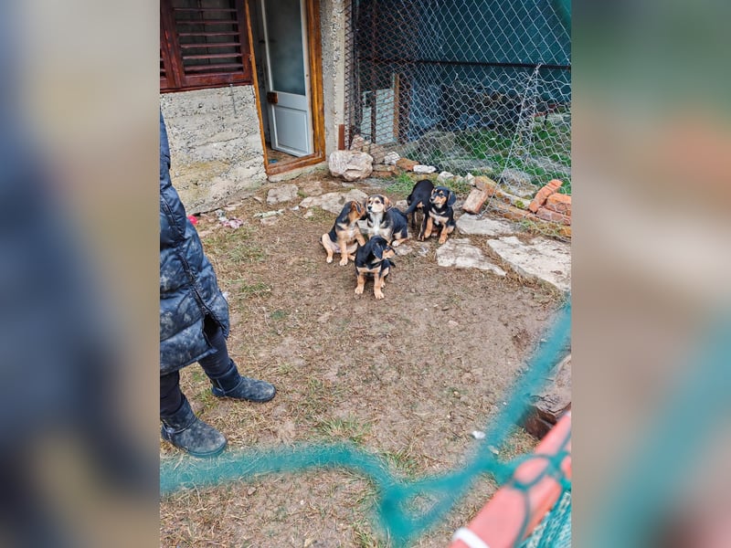 Welpi MOLLI sucht ihre Familie ❤️