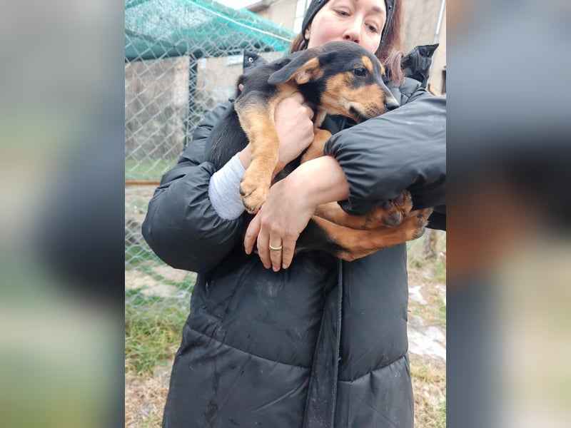 Welpi MOLLI sucht ihre Familie ❤️