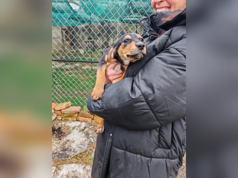 Welpi MOLLI sucht ihre Familie ❤️