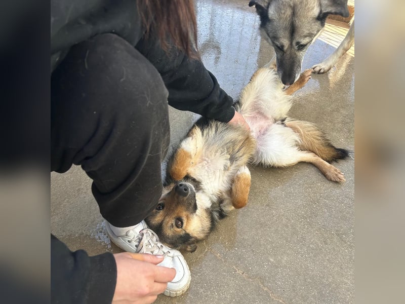 Lebensfrohe SOL sucht Für-Immer-Körbchen ❤️