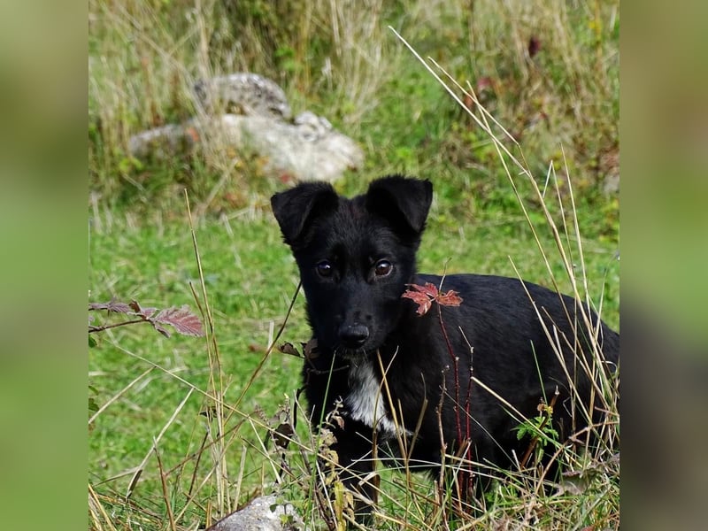 Aufgeschlossener ECHO sucht sein Zuhause ❤️