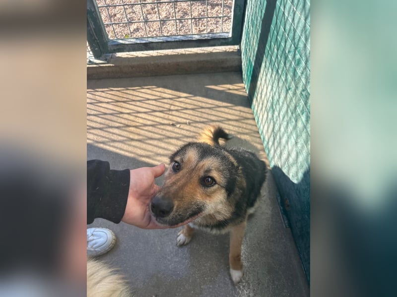 Lebensfrohe SOL sucht Für-Immer-Körbchen ❤️