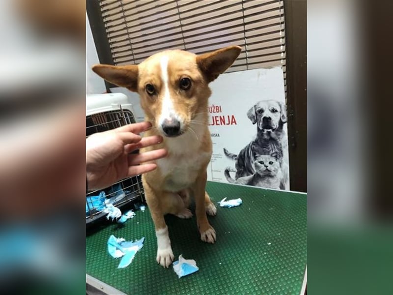 Monti unsere tapfere kleine Fellnase sucht sein Glück