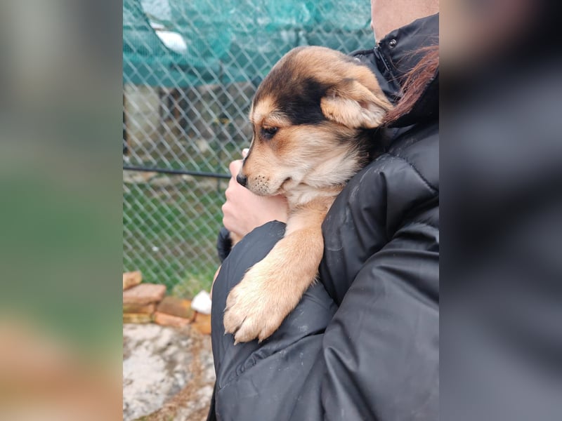 Welpe MRGA sucht sein Glück ❤️