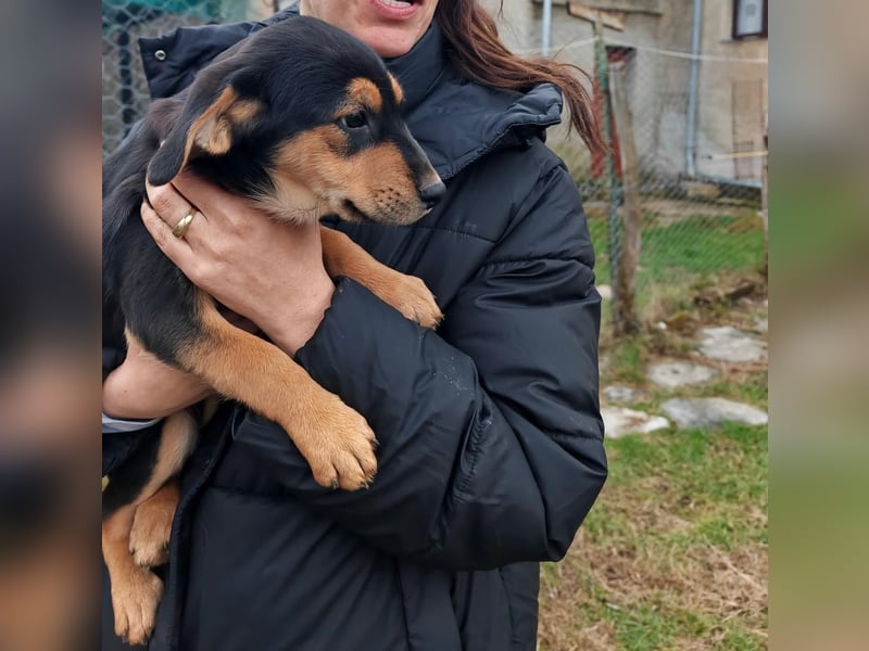 Welpenmädchen MIA sucht ihre Familie ❤️