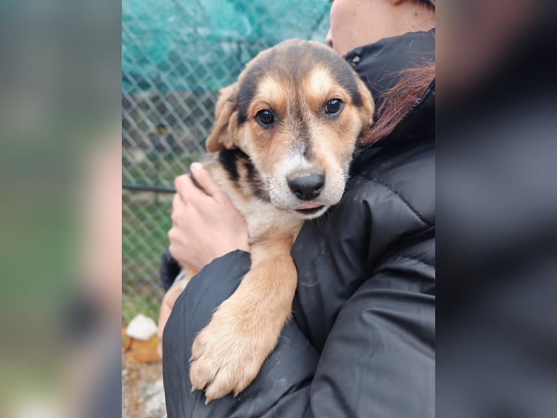 Welpe MRGA sucht sein Glück ❤️