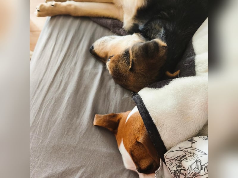 Welpe Hogan sucht sein Zuhause ❤️