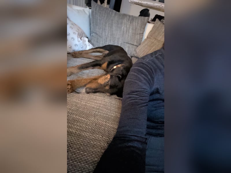 Terrier-Mix Vasko sucht Zuhause❤️